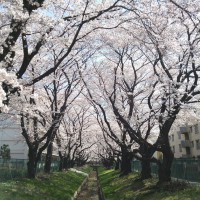 小金井の桜