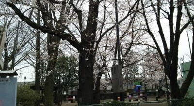 上の原公園桜2016