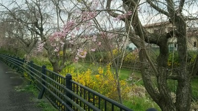 野川の桜２