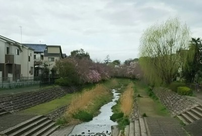 野川の桜