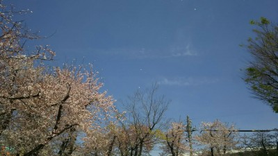 桜吹雪