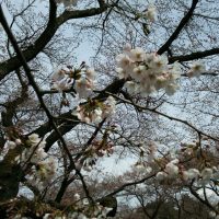 小金井公園の桜2017