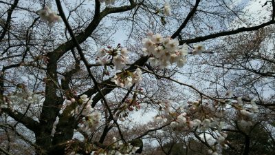 小金井公園の桜2017