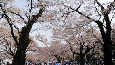 桜まつり2018